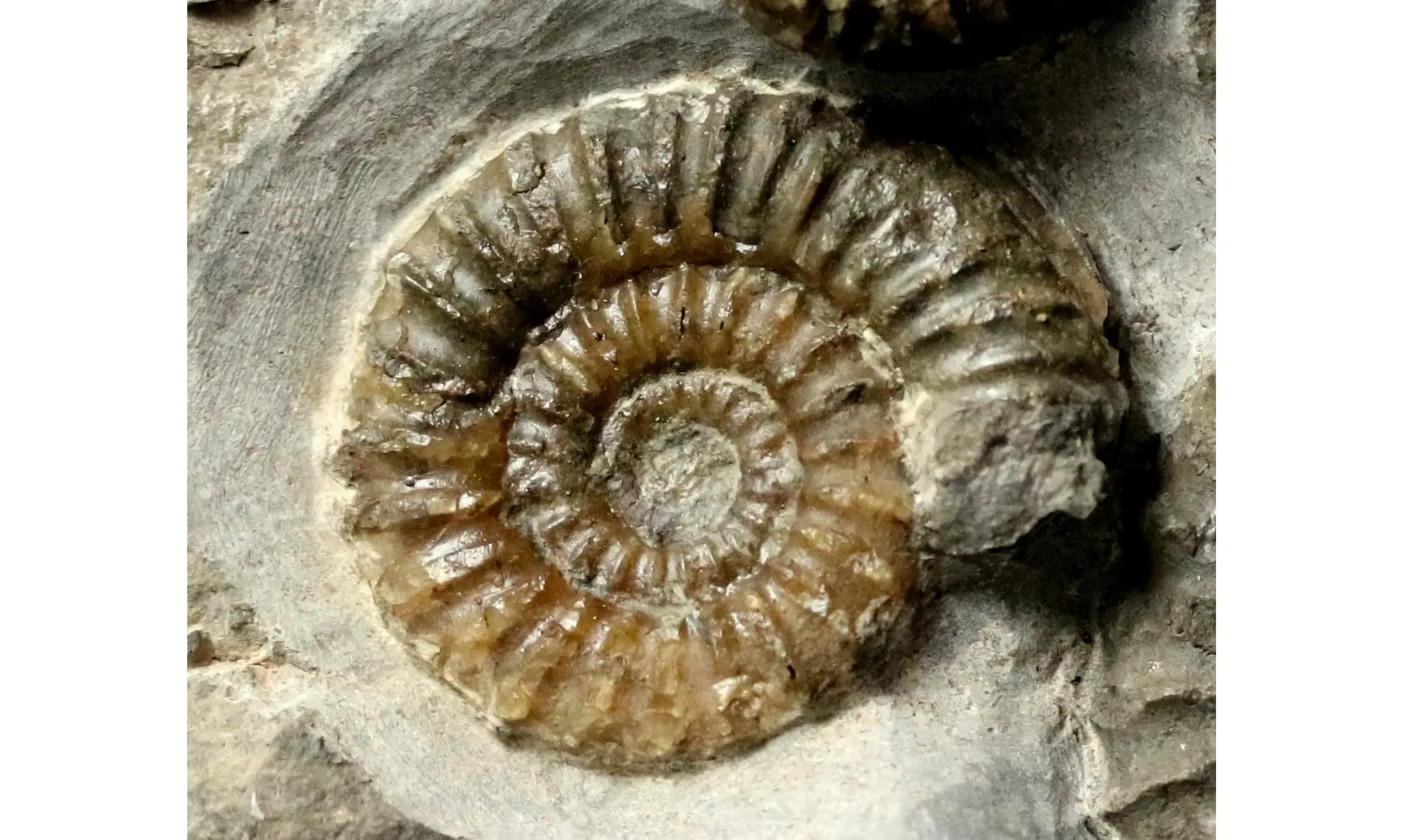 Arnioceras falcaries