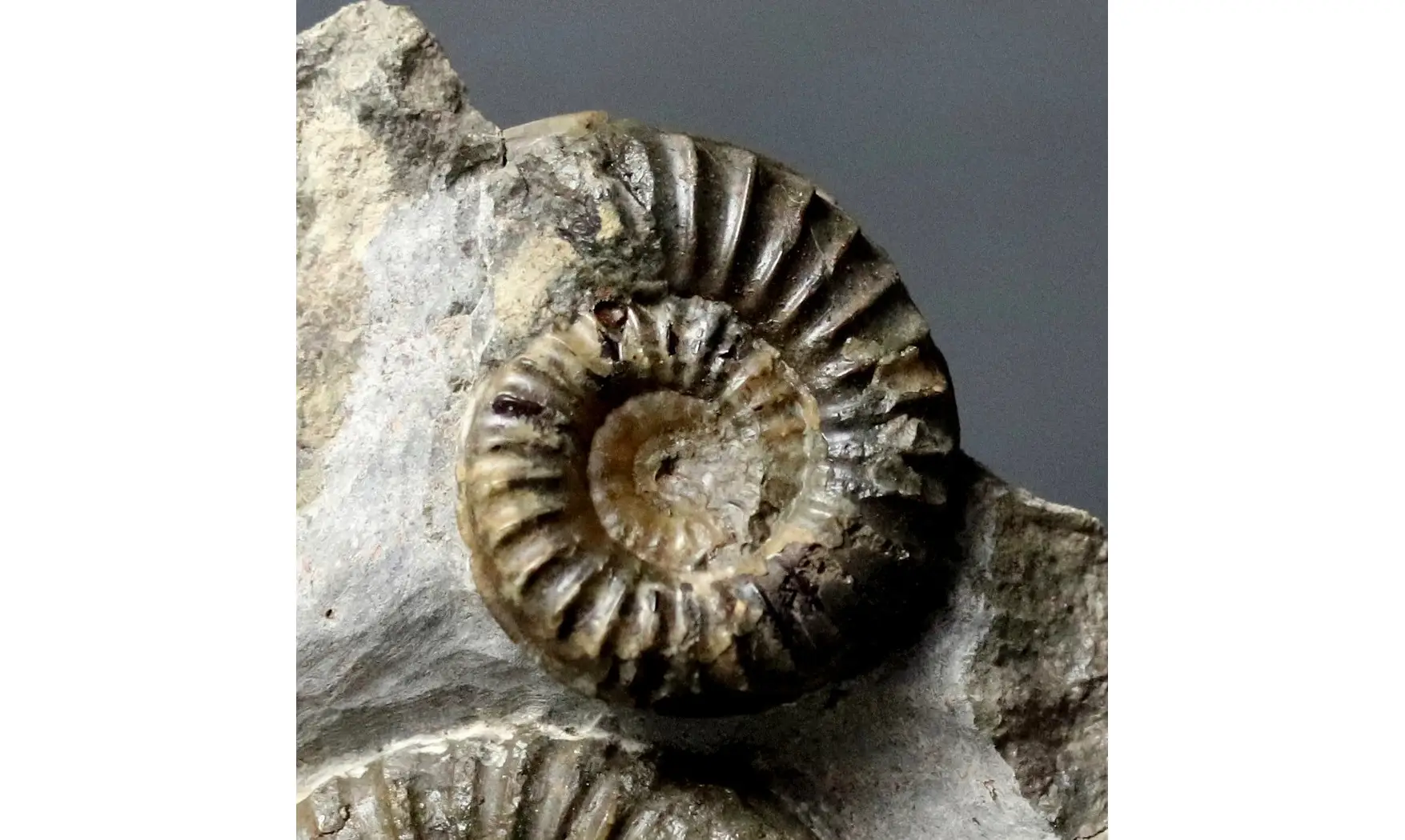 Arnioceras falcaries