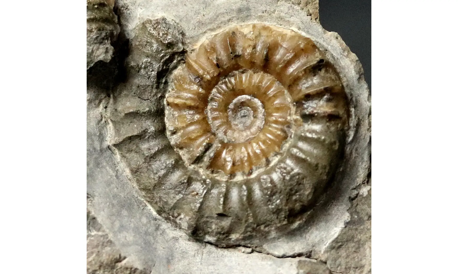 Arnioceras falcaries