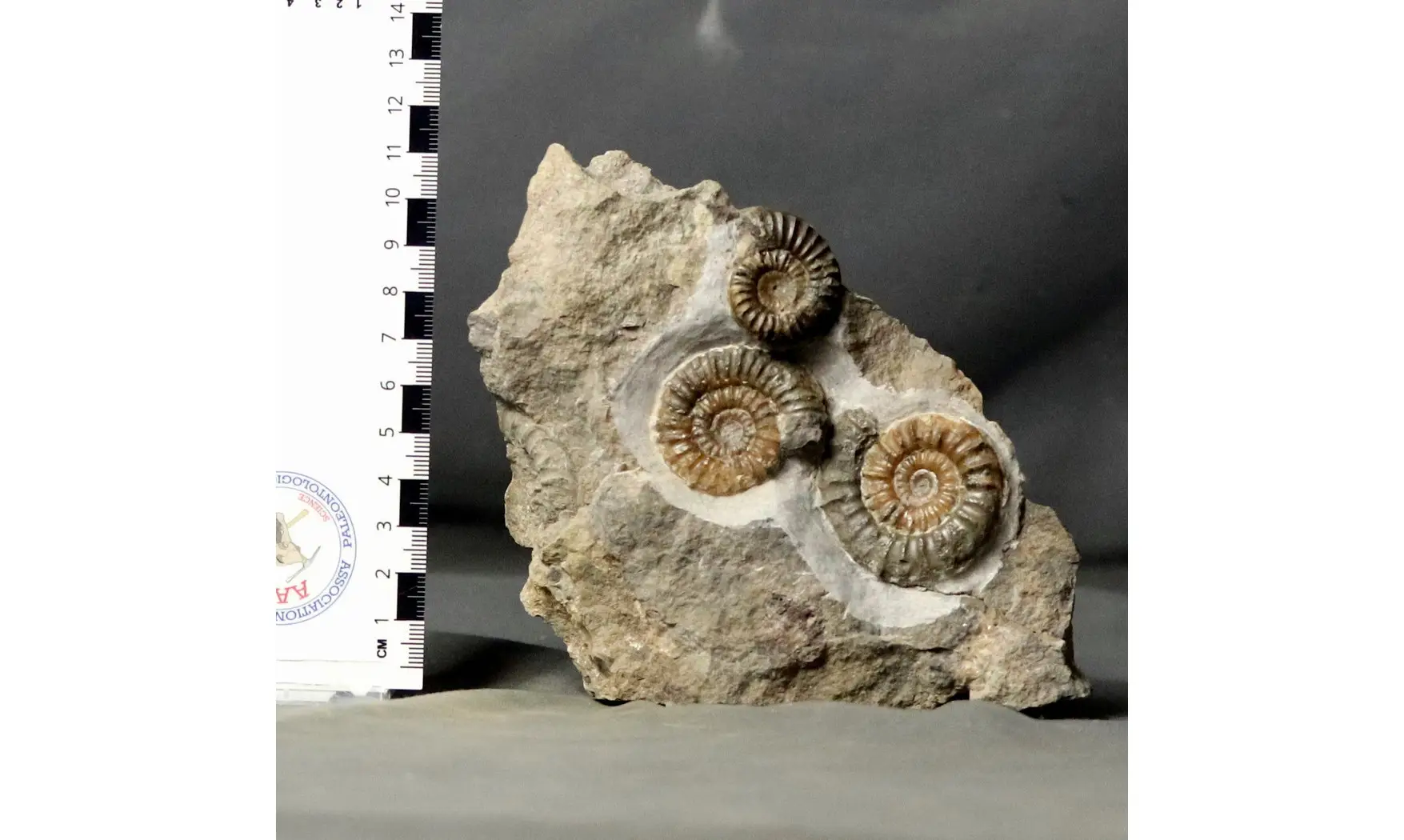 Arnioceras falcaries