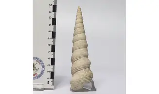 Turritella terebellata