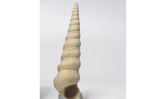 Turritella terebellata