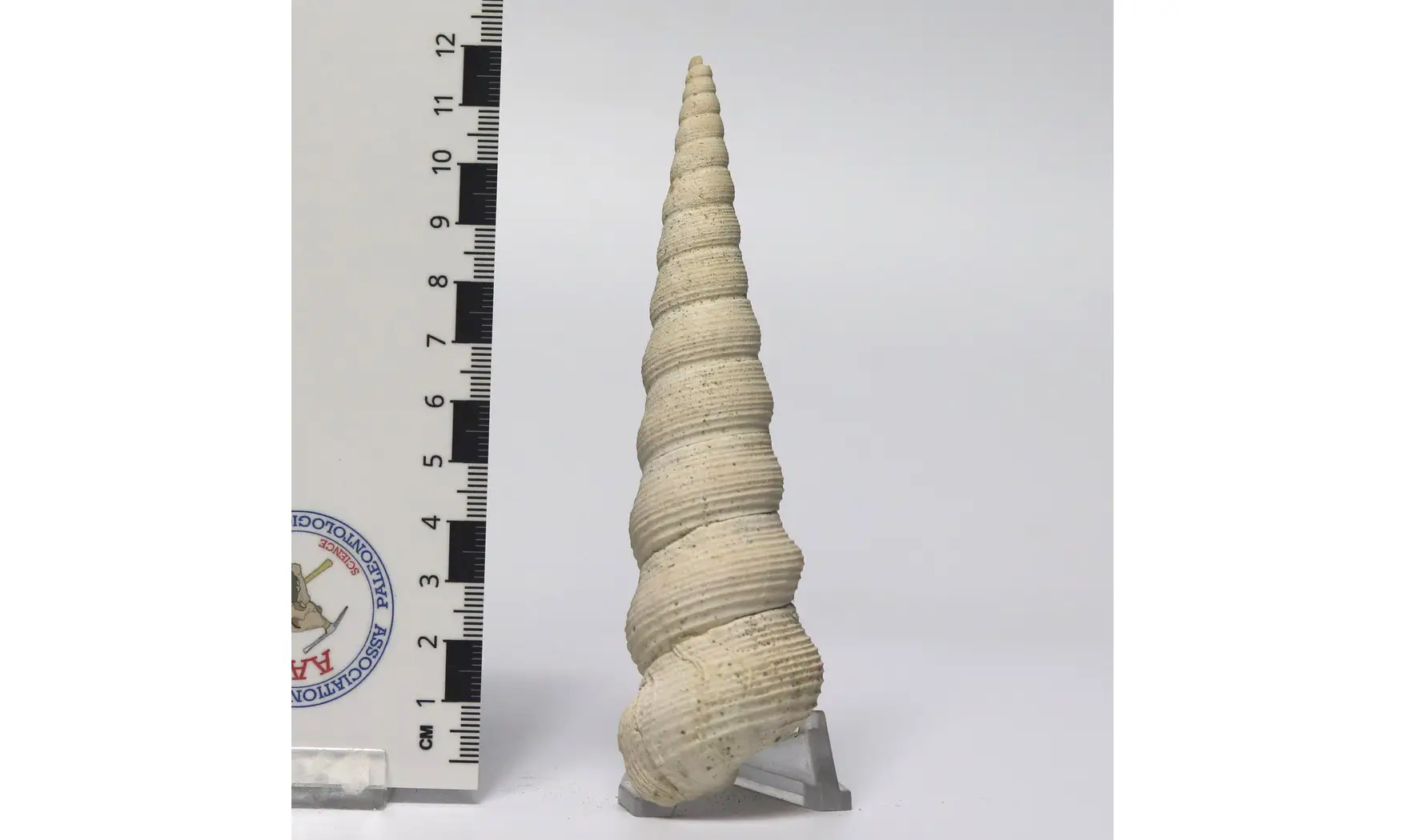 Turritella terebellata