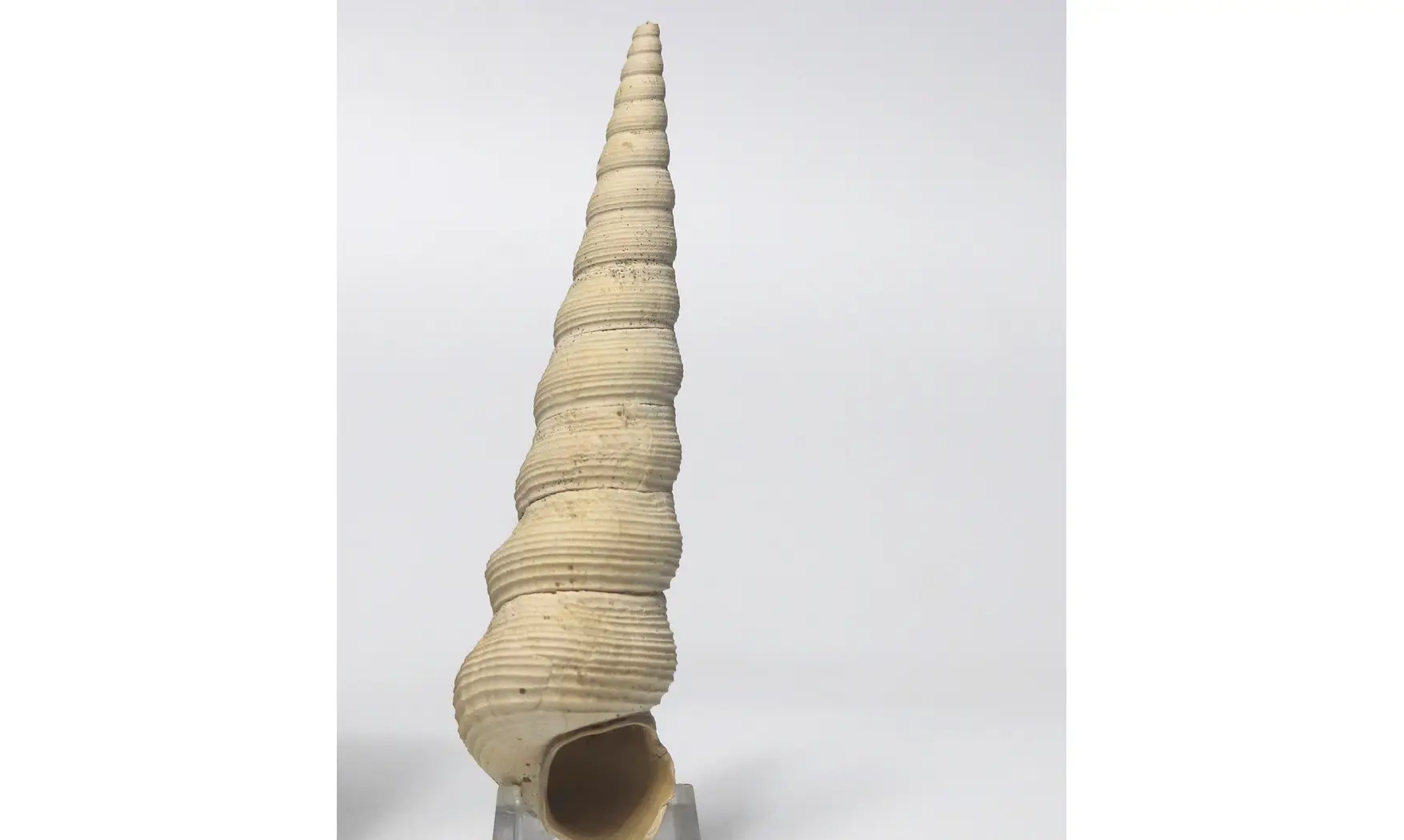 Turritella terebellata
