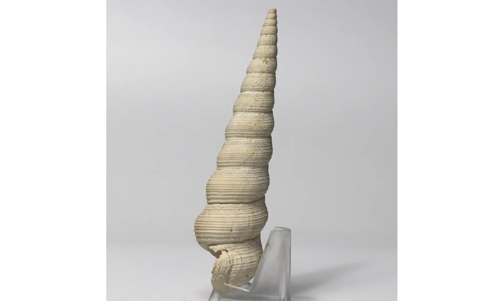 Turritella terebellata