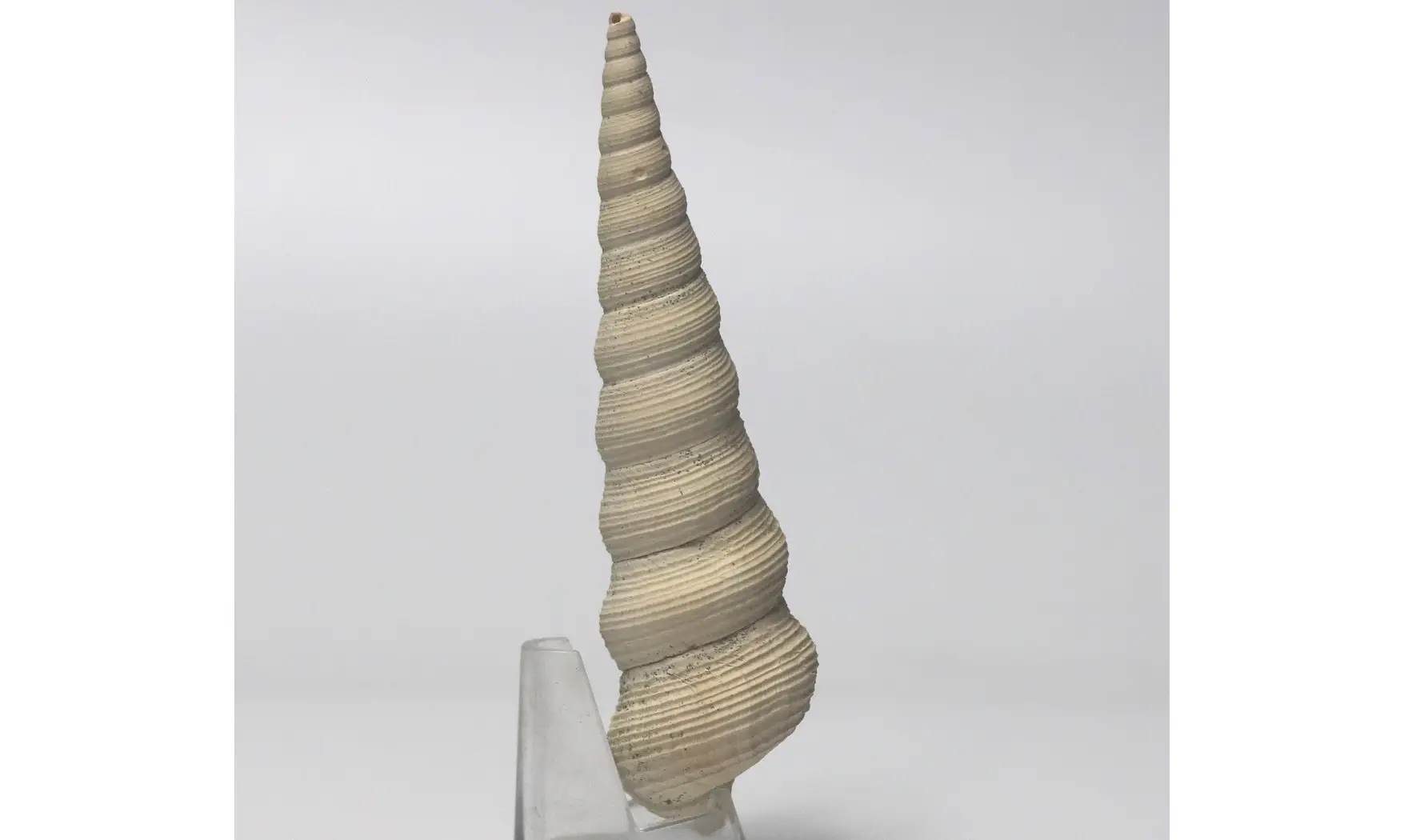 Turritella terebellata