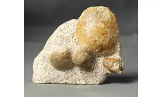 Obornella granulata