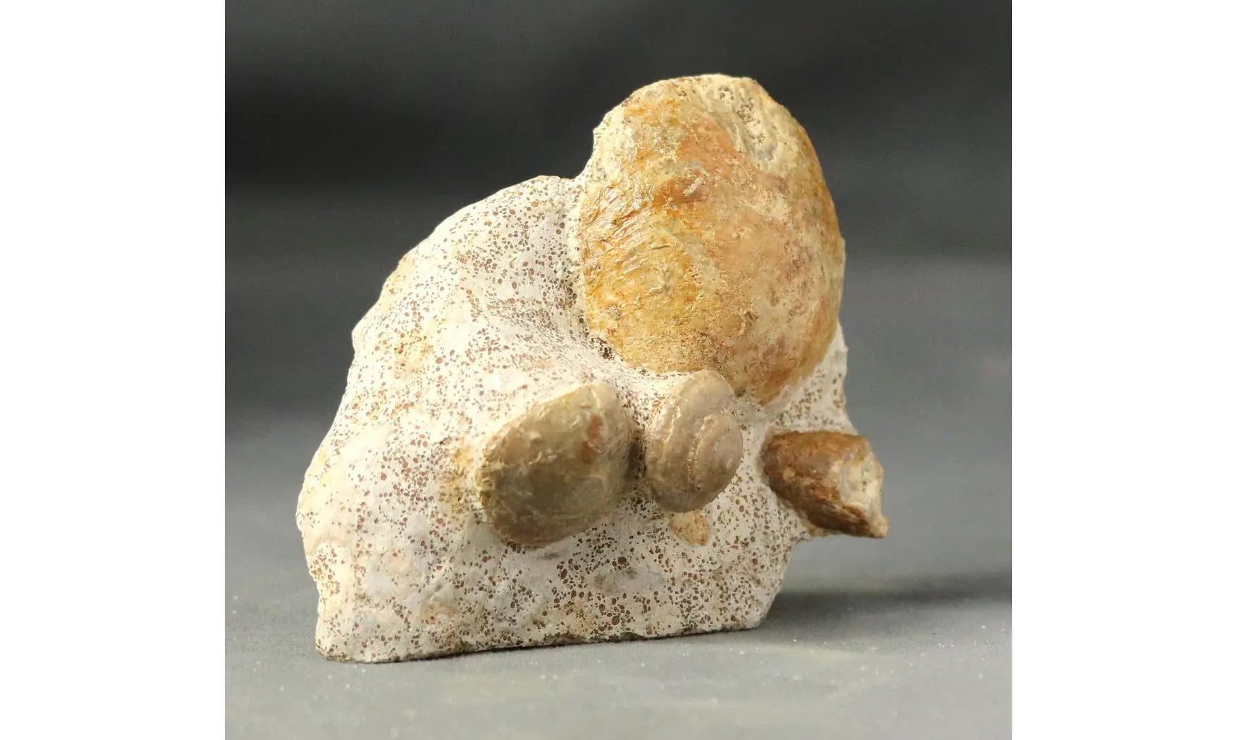 Obornella granulata