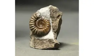 Arnioceras falcaries