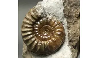 Arnioceras falcaries