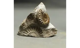 Arnioceras falcaries
