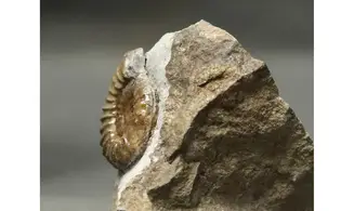 Arnioceras falcaries