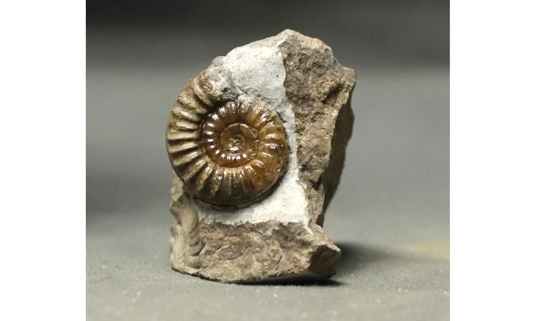 Arnioceras falcaries