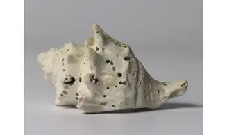 Melongena minax