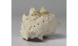 Melongena minax