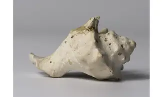 Melongena minax
