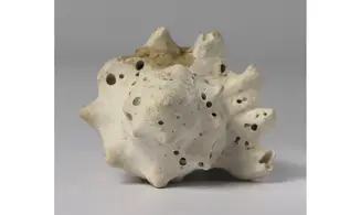 Melongena minax
