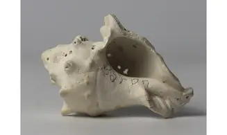 Melongena minax