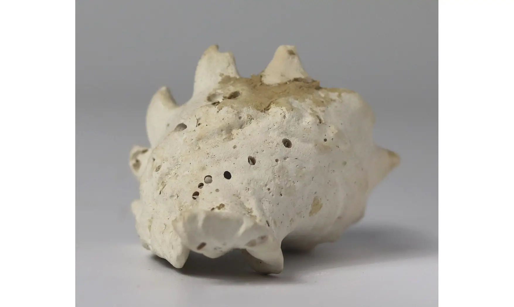 Melongena minax