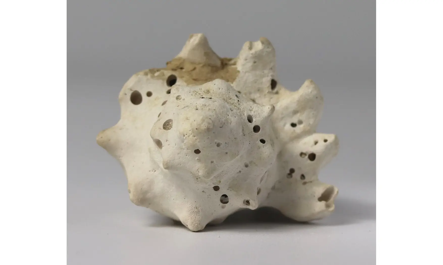 Melongena minax