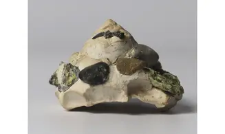 Xenophora aglutinens
