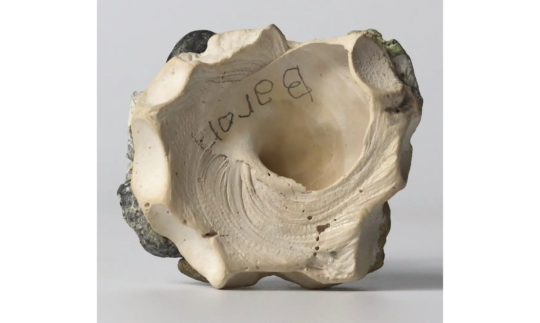 Xenophora aglutinens