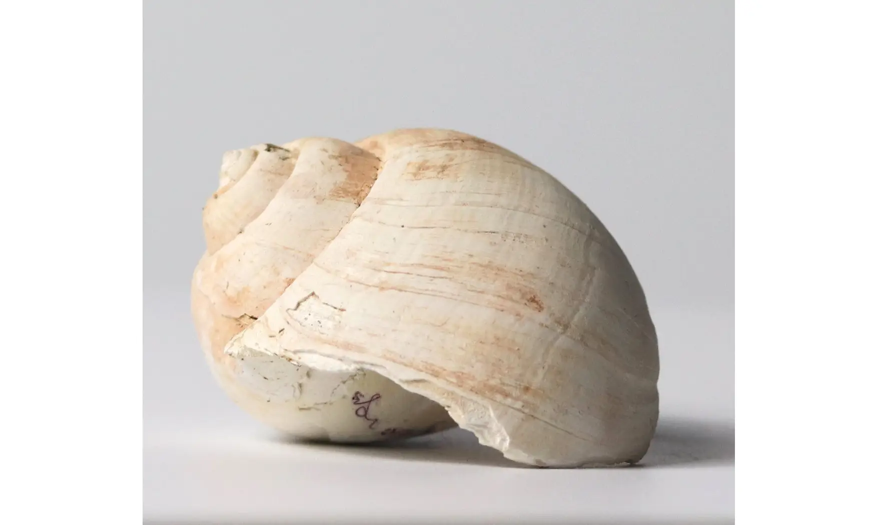 Ampullina grossa