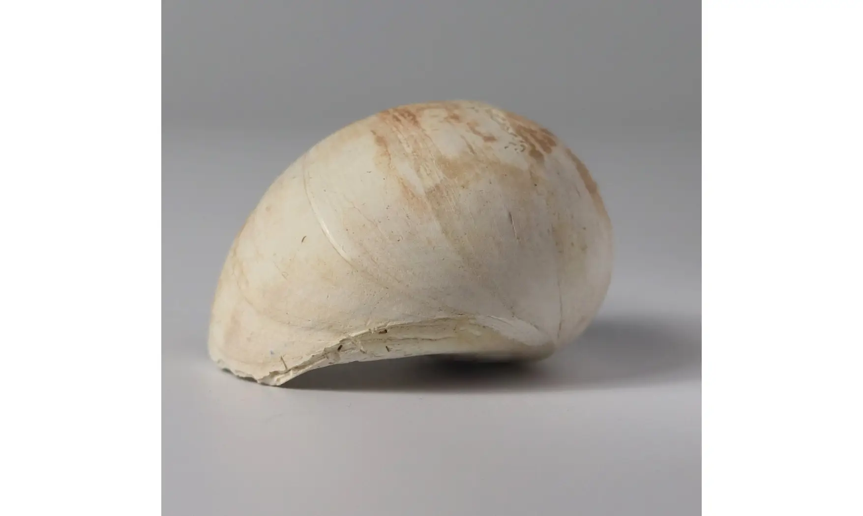 Ampullina grossa