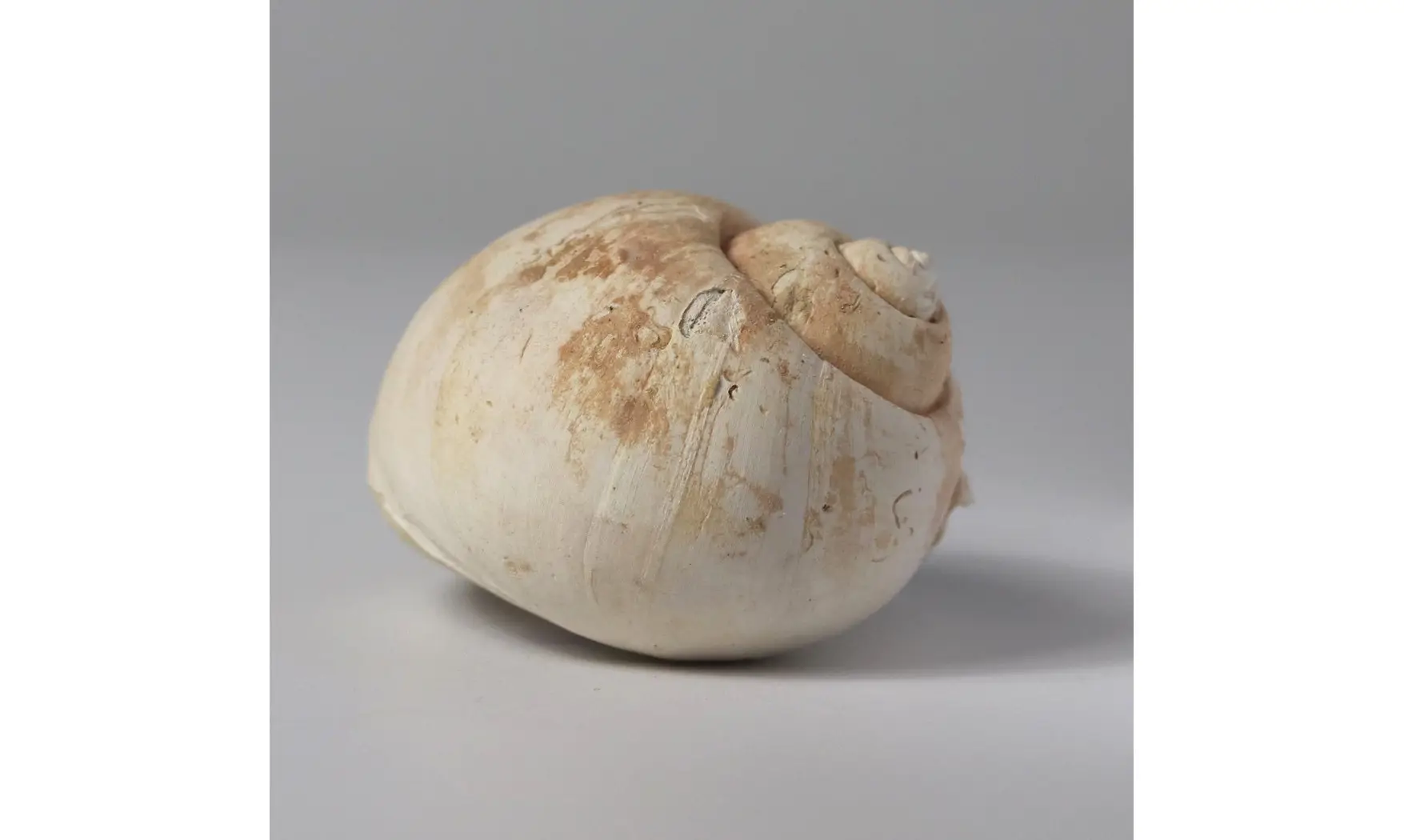 Ampullina grossa