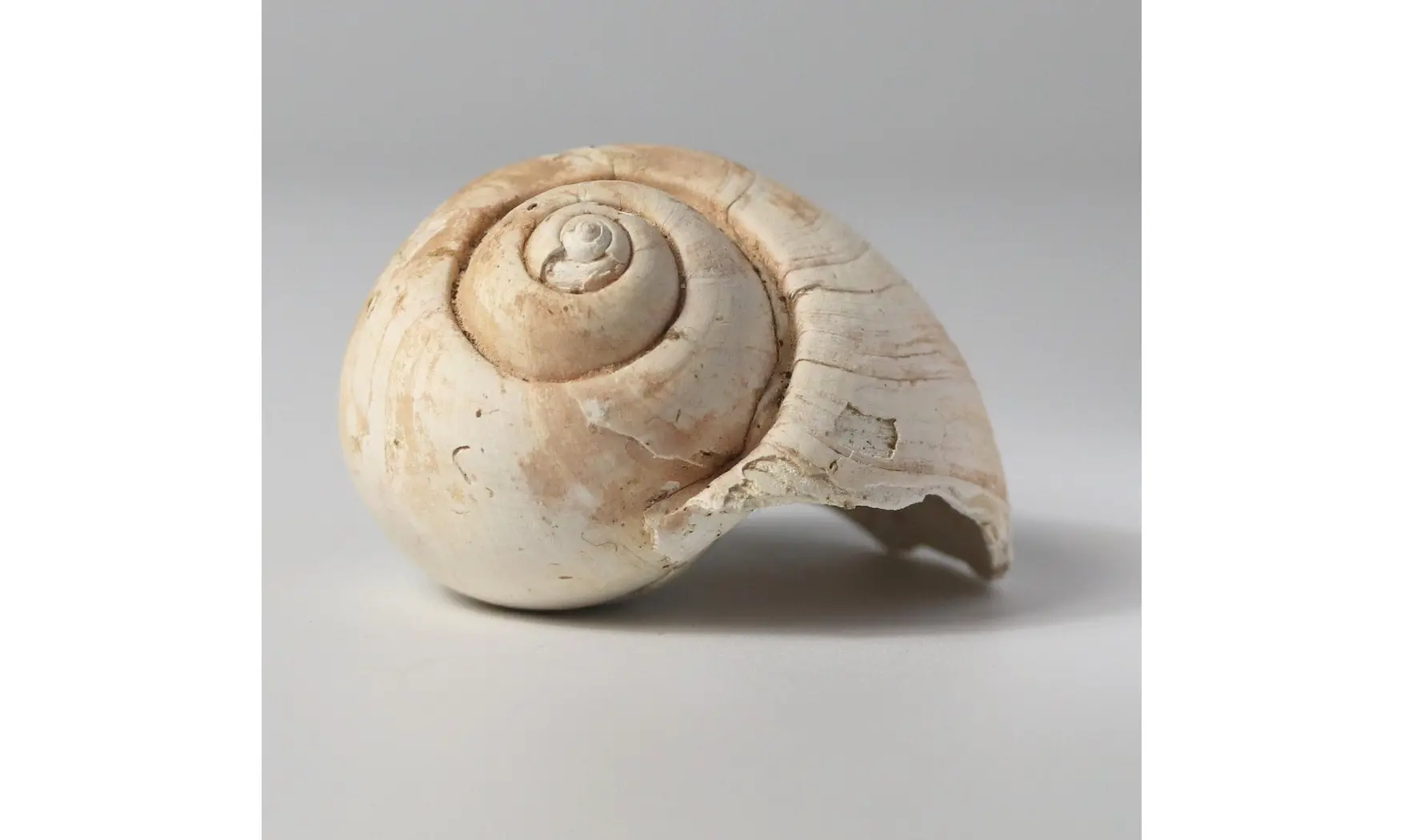 Ampullina grossa