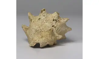 Melongena lainei