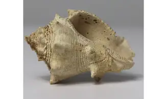 Melongena lainei