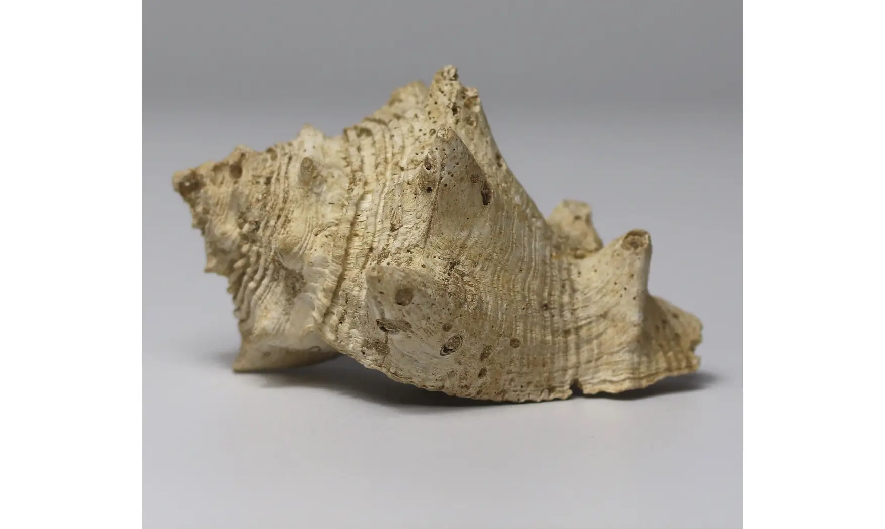 Melongena lainei
