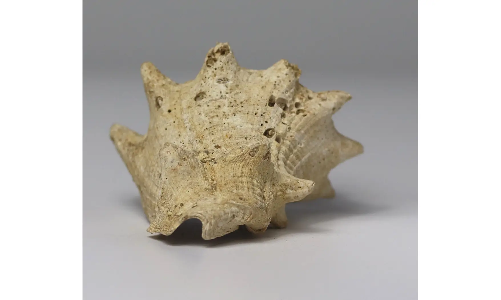 Melongena lainei