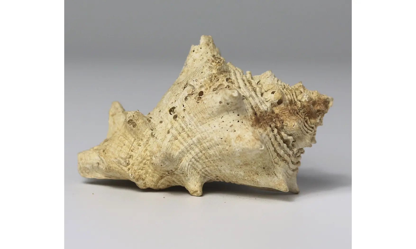 Melongena lainei