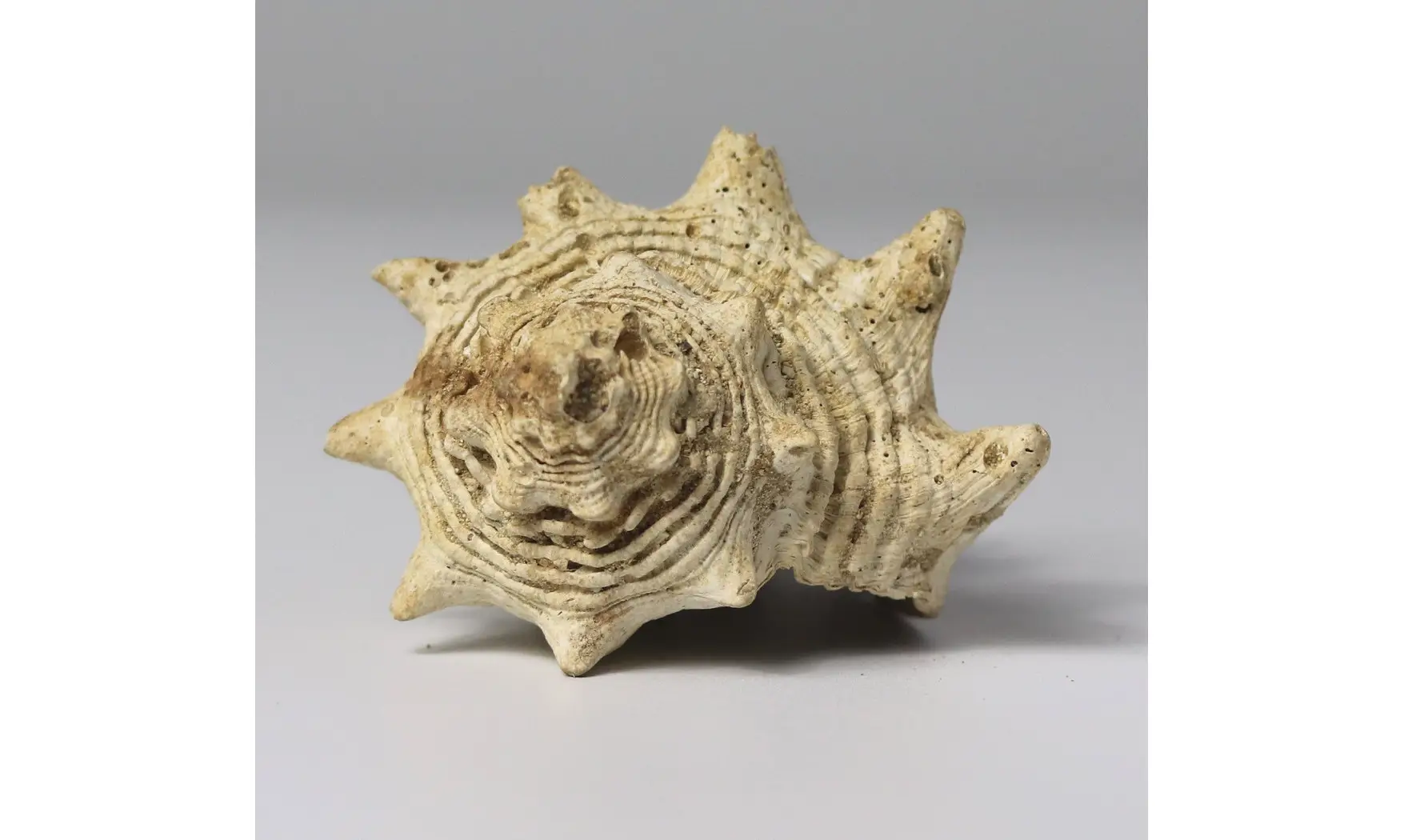 Melongena lainei