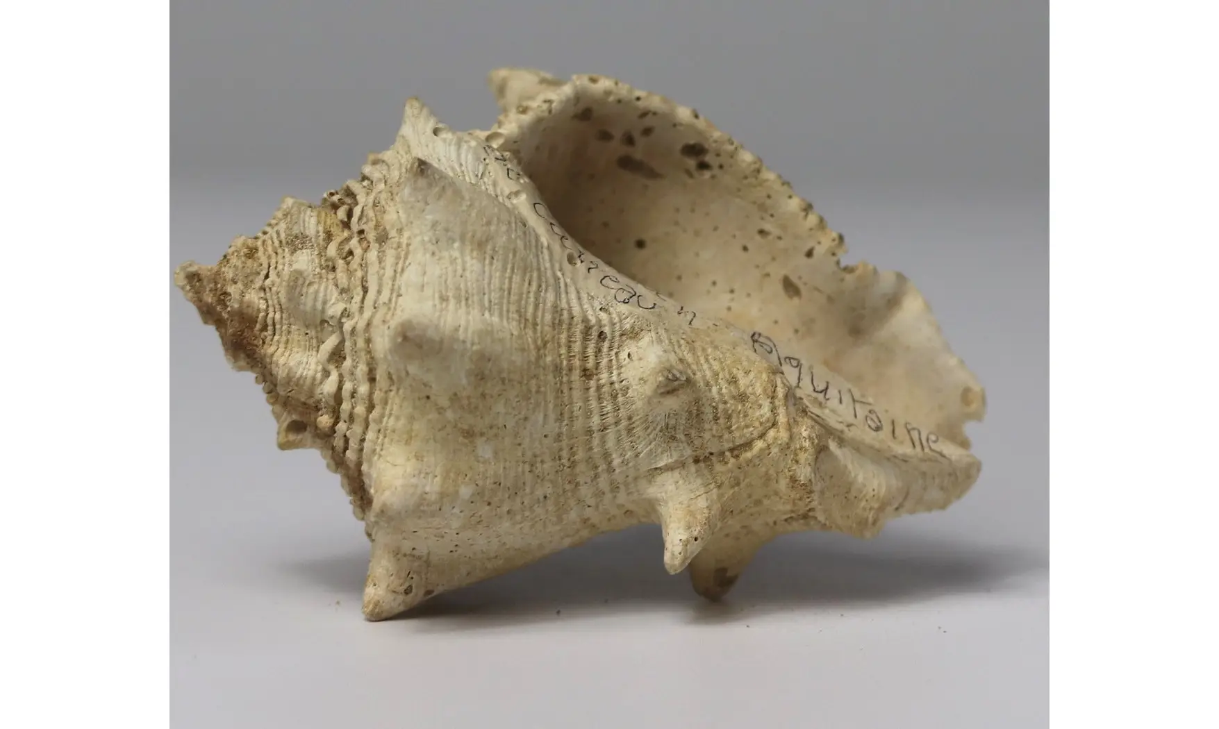 Melongena lainei