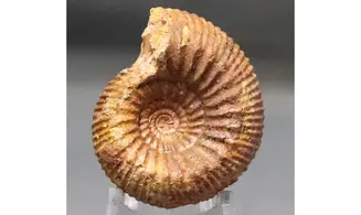 Stephanoceras umbilicum