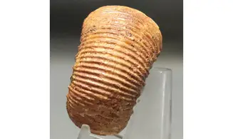 Stephanoceras umbilicum
