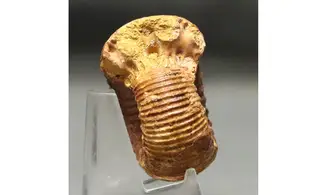 Stephanoceras umbilicum