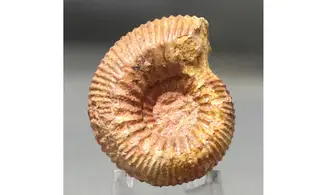 Stephanoceras umbilicum