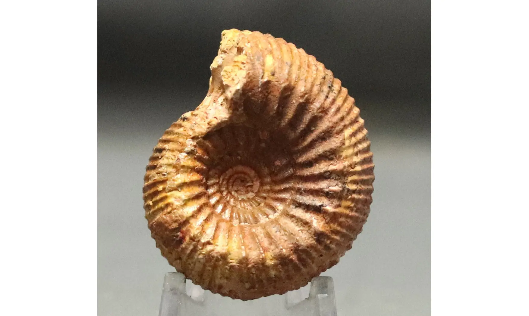 Stephanoceras umbilicum