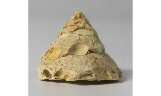 Xenophora burdigalensis