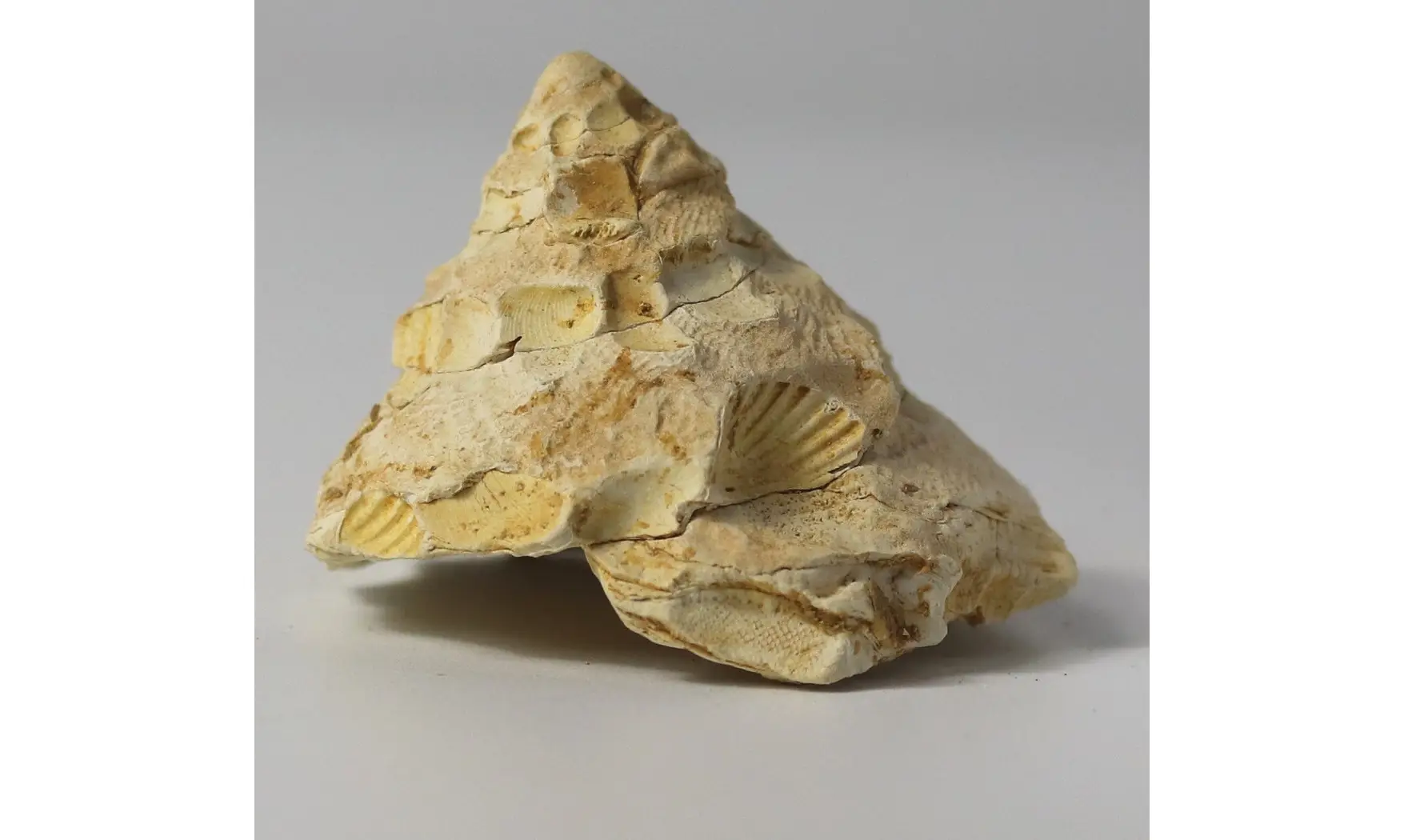Xenophora burdigalensis