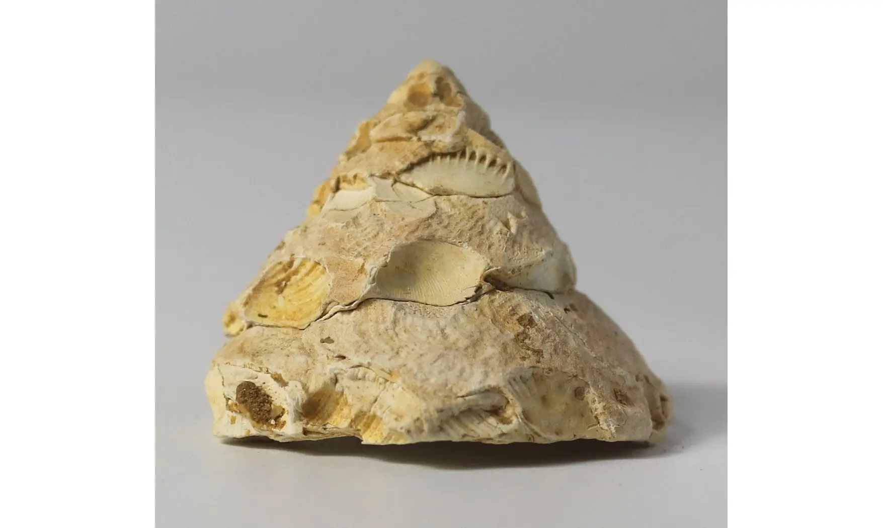 Xenophora burdigalensis