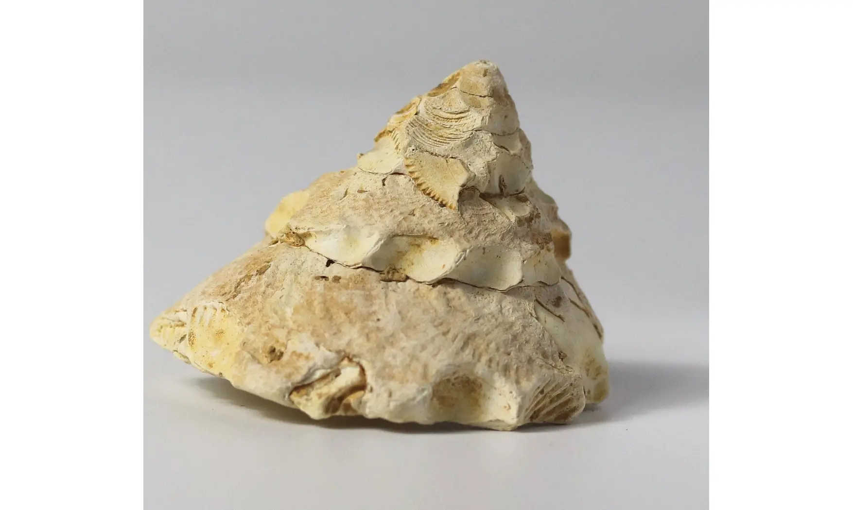 Xenophora burdigalensis