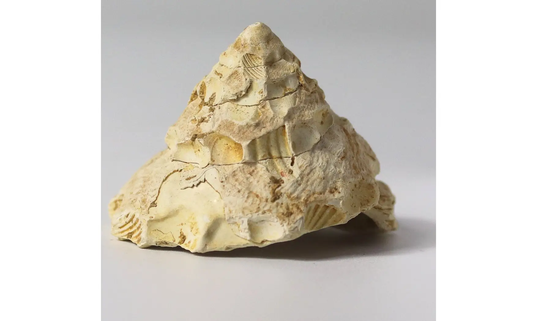 Xenophora burdigalensis
