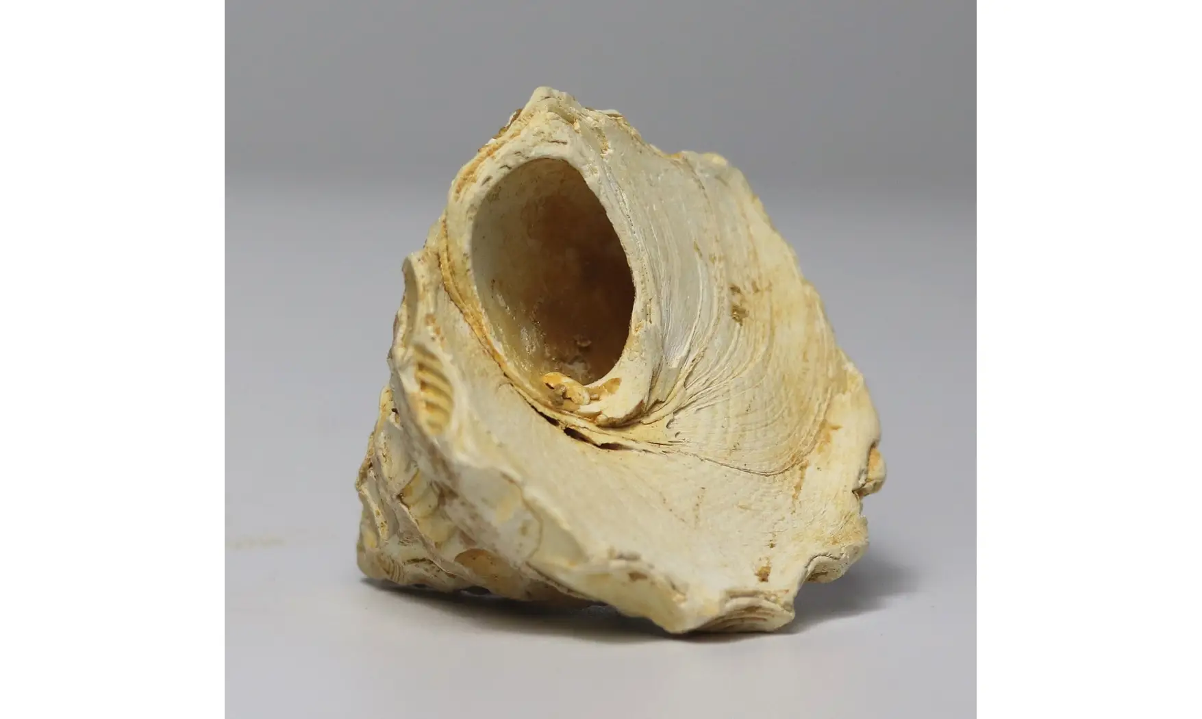 Xenophora burdigalensis