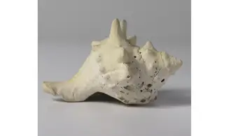 Melongena minax