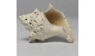 Melongena minax